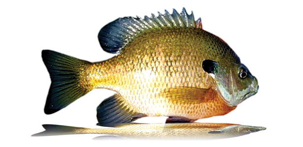 Bass Prey Fish